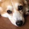 みーごんさん
