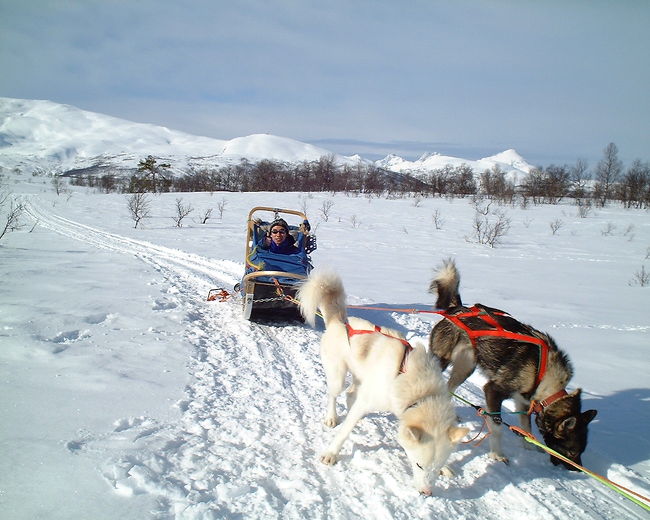 北極圏でのオーロラツアーの際に、数少ないアクティビティの一つ”犬ぞり”の様子です。　１時間ほど雪原を犬に引かれて走りました。犬はかなりお疲れのご様子、お疲れ様でした。