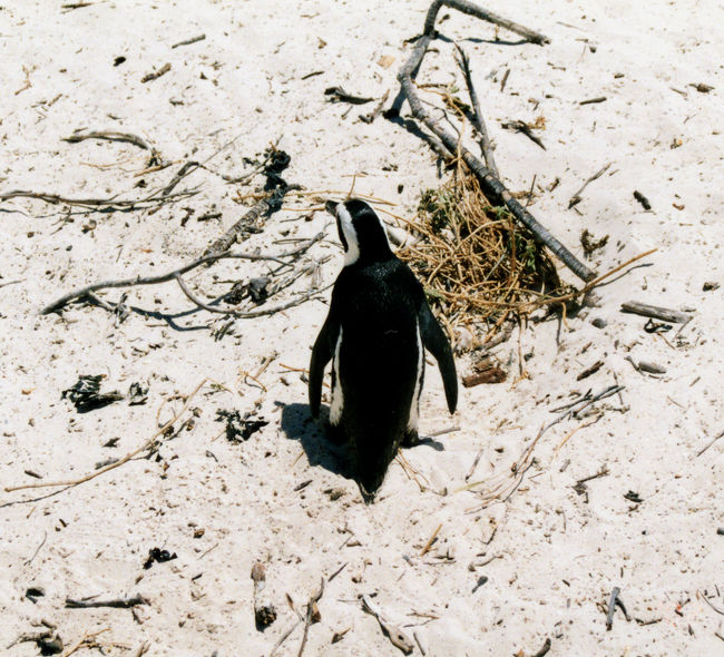 こんな暖かい場所にペンギンがいるなんて…。<br />初めての野生ペンギンとの出会いは、ケープタウンのケープペンギンでした。よちよち砂地を歩く姿は、癒し系。