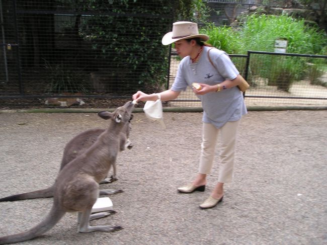 オーストラリアで<br />珍しい動物に触れ合うことも<br />できるぜぇ!!!