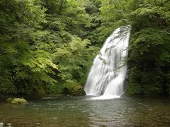 白神山地にエゾハルゼミがこだまして