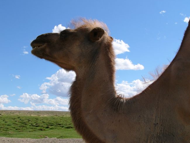 中華民国からの独立記念日（7月11日）から始まるNadamナーダムとゴビ砂漠のフタコブラクダを見に行ってきた。<br /><br />＊Bactrian　Camel<br />フタコブ・ラクダ：やっと会えたフタコブラクダ。ラクダは今までに何度も見たけれ<br />どいつもヒトコブ・ラクダばかりだった。白っぽいラクダ（サハラ）・黒っぽいラク<br />ダ（アラビア半島）、なお良質な毛で有名な南米のリャマやアルパカもラクダの仲間<br />フタコブラクダは、ヒトコブらくだよりも寒冷地に強く、モンゴルのらくだも冬場は<br />見違えるように分厚い体毛で覆われる。どちらも成体は7feet　(230cm）にも達す<br />る。<br />馬が　　　のに対して、ラクダは同じ方向の2つの足を同時に運ぶ（　　性）ため、<br />ゆれが早いが足は遅い。非常に従順で。飲食料なく10日間？程度問題ない。鼻の穴は<br />開閉自在、足の裏は　　、徹底的に乾燥地に適した体を持つ「砂漠の舟」<br /><br />＊ナーダム<br />弓・相撲・競馬<br />競馬の旗手は子供達　ギンゴー(出走前に歌う歌）　2歳馬（ダーガ）のレース最下位<br />（バヤン・ホドート）<br />相撲<br />ナーダム二回優勝でアブラガの称号、アスラン　ザーン　ナチン（鷹）<br />手をついても勝負つかず　土俵もない　技の種類は多く、人勝負の時間は長い（１H<br />以上のものも）<br /><br />＊食事　羊三昧<br />＊住居　ゲル<br />組立運搬自在　通気気密調整自在　寒暖差の激しいモンゴル草原に最適　正面は南向き、日時計にもなる<br />＊5種の家畜（タブン・ホショー・マル）　<br />羊山羊馬牛ラクダをバランスよく放牧　最<br />近ではカシミア入手のためヤギの放牧が盛んになり、ヤギが草を根こそぎ食べてしま<br />う（木は幹まで）ため、バランスが崩れてきているようだ。大きな家畜(ボド）は荷<br />物運搬用・肉は保存の効く冬に、小家畜（ボグ）は　当分の高い馬の乳は馬乳酒に<br /><br />*駅伝<br />「モンゴル帝国は、初期から通商路の安全を重視し、その整備や治安の確保に努め、駅伝制を施行した。 チンギス＝ハンは、遼・金の制度を継承して駅伝制（モンゴル語でジャムチ、站赤）を創設した。駅伝制はオゴタイ＝ハンの時代に制度化され、元朝で完備された。」 http://www.sqr.or.jp/usr/akito-y/tyusei/71-china31.html<br />この駅伝制度を利用したのか、13cフビライの時代に郵便制度に似たようなものがあったらしい。　馬に乗ったメッセ<br />ンジャーを30kmごとに中継しながら送るシステム　重要伝書には鳥の羽を付け、その<br />種類により速達や書留の意味を持たせていた（「SKYLAND」MIAT機内誌）。<br /><br /><br />＊民族：多数モンゴル族（ハルハ族がほとんど、内蒙古のチャハル族、ブリヤート族、オイラート族など）と少数チュルク（カザフ族等）<br />