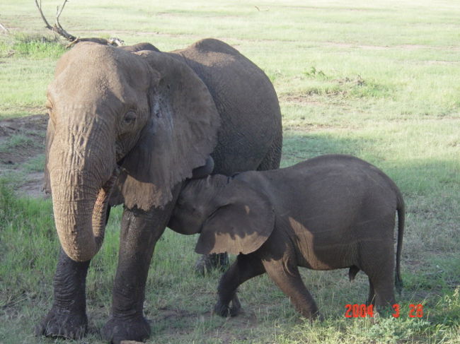 (2004.3/25-4/8)タンザニアのアルーシャを選んだのは、留学時代の友人Votoの出身地であることと、そのエリアが「異文化コミュニケーション」や「異文化展望」で題材になっていて学んだから。初日のマニヤラ公園では驚くばかりの動物が見られました。 