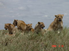 Tanzania Safari 2004 3月　No.2　気球でSerengeti ＆骨をしゃぶるライオンなど