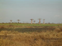 マダガスカル?～バオバブ街道