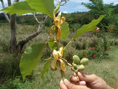 マダガスカル?～ヌシ・ベ「島内観光」