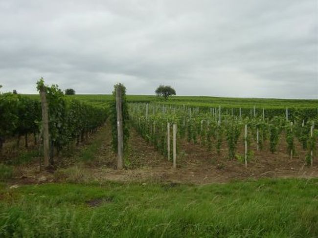 アルザス地方はワインの産地。ブドウ畑に囲まれた小さな町や村が点在します。その中の一つ、Scharrachbergheimで友人の結婚式に参加してきました。
