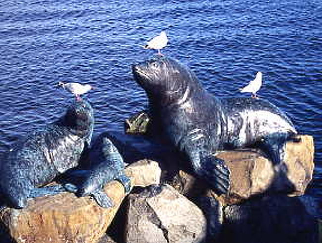 世界遺産の島・素晴らしい自然と動物・海の幸の美味い事・夫婦で歩いた道中記を写真と紀行文で紹介<br />詳しくはホームページを見て下さい<br />http://www.beans.ne.jp/ikeuchi/<br />