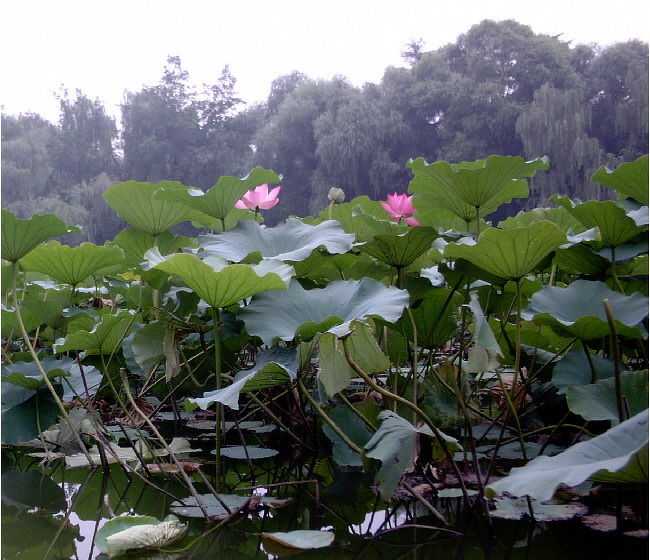 　普通行くことが無いような公園に行って来ました。<br />ここに入ってから、なぜか公園内の地図という地図が見あたらず今どこに居るのかわからなかった。それでも、ふらふら歩いていると池に蓮がたくさん有ってすご～いと思っていたらその中に船が。　ゆったりと手こぎ船で観覧しているので早速乗って見たわ。優雅で良かったけれど、もう少し早ければ蓮の花がもっと咲いていて綺麗だったのに。来年こそは！！<br />ちなみに門票は２元。船は６元。この中に、さらに公園が有りそこに入るのに１元かかるのよね。