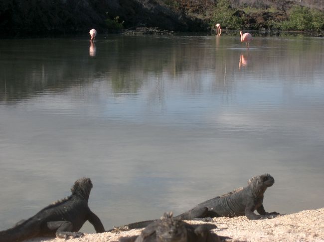 ガラパゴス諸島で奇跡の動物を見る旅