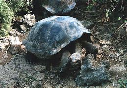 ガラパゴス諸島（サンタ・クルス島）編