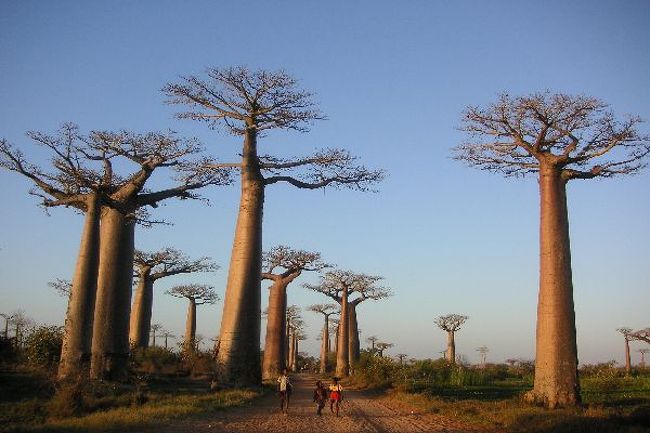 (BKK) Antananarivo (mauritius), (comoro, mahajunga) Antananarivo, Morondava (BKK) <br />住民の多く、とくに高地の多数派はマレー系。公用語マラガシーもマレー系言語。アフリカ連合（AU)には属しているけれど、アフリカ大陸の住民に比べて肌の色の明るさ・彫りの浅い顔。独自の動植物が息づく「第七の大陸」。「星の王子様」のバオバブ。この区に出なければ見られないものが数多くある。時間的制約（とAir MADの遅延）のため、観光できたのはこの魅力あふれる国のごく一部。近い将来必ず再訪したい。<br /><br />