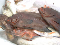 ガラロン（アルコロン）州観光漁業