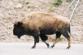 13th：アメリカ　～爆走10000マイル！西大陸ドライブ一人旅23日間～（Part4：Yellow Stone N.P., WY編）