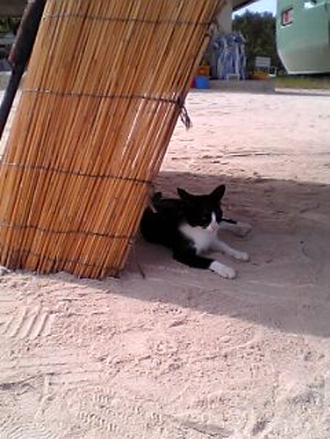 浜辺に住む猫を中心に。<br />