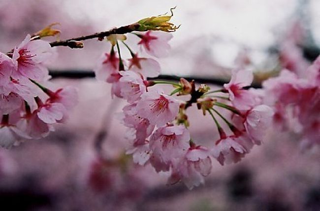 秀吉が特別な思いを持ってのぞんだのが「醍醐の桜」でした。<br />醍醐寺は京都市内から少し離れますが、その分かえって静かで趣を感じました。とくにこの日は雨だったので、人も少なく、桜を鑑賞できました。幼い頃は、花見など興味もなかったのですが、年齢を重ねる（ほどでもないのですが）につれ、日本の四季の美しさをあらためて感じます。