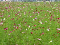 見奈良のコスモス