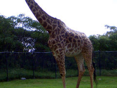 トロント動物園