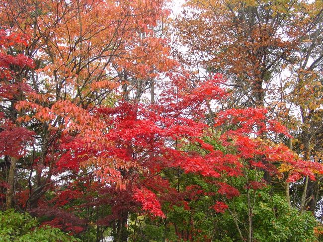 富士五湖の一つ河口湖では木々が色づき始め、今ちょうど『紅葉まつり』の真最中（10/23〜11/21）。<br />更に10月30日は“紅葉まつり花火大会”も開催されると知り、これはどうしても行かなければ！と勇んで予約しました･･･が･･･<br />当日は朝から雨。ガッカリしながらも河口湖に向かいましたが、実際に行ってみると雨の中で眺める紅葉というのもなかなかしっとりとした風情があり、とても良かったです。<br />楽しみにしていた花火大会も雨の中行われ、打上場所がちょうどホテルの目の前だったので、ホテルのロビーから雨に濡れることなくバッチリと見ることができました。
