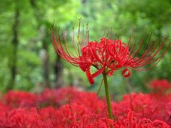 花を求めて・・