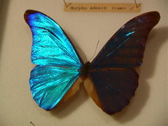 ブラジルの旅(6)・・旅いつまでも