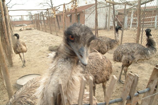 北京郊外に駝鳥（ダチョー）を飼育している所が有りました。<br />こんな冬場に寒くなる場所でも生育しているのに驚きました。