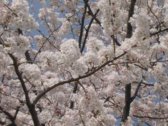 相模原の桜 − 2003