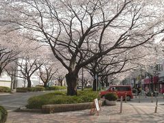 相模原の桜 − 2004