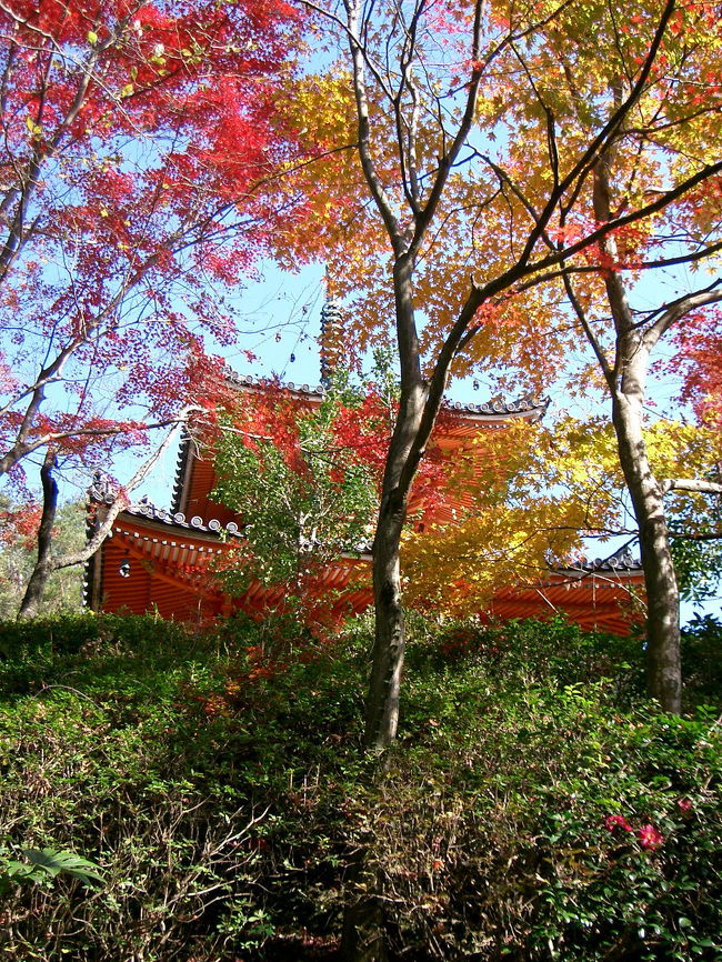 今日は天気もいいし、午前中に時間がでたので広島市内にある三瀧寺に行ってきました。実はこの三瀧寺、今までずっと行っていなかったのですが、私が生まれてから小学校４年まで過ごした町の隣町にあり、３年生の時に産休の代わりにきた先生とのお別れ遠足できた思い出の地だったのです。今までたくさんのすばらしい先生方に受け持って頂きましたが、その先生は最も印象に残っているすばらしい先生でした。そのとき以来の三瀧寺、正直あまり覚えておらず、見所もあんまりなくて「写真なんて４，５枚くらいしかとるところないんじゃないん」なんて思いながらいってみると、これがかなりよくて、写真を撮りまくってしまいました。むしろ、午前中しか時間がなくて、悔しかったくらいです。