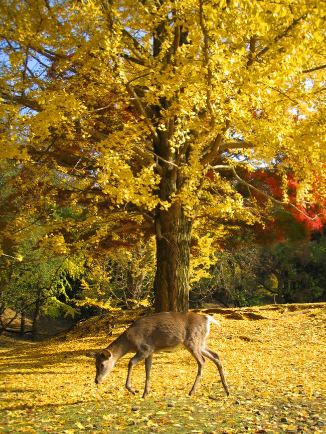 奈良公園 紅葉シーズン到来 奈良県の旅行記 ブログ By ことらさん フォートラベル