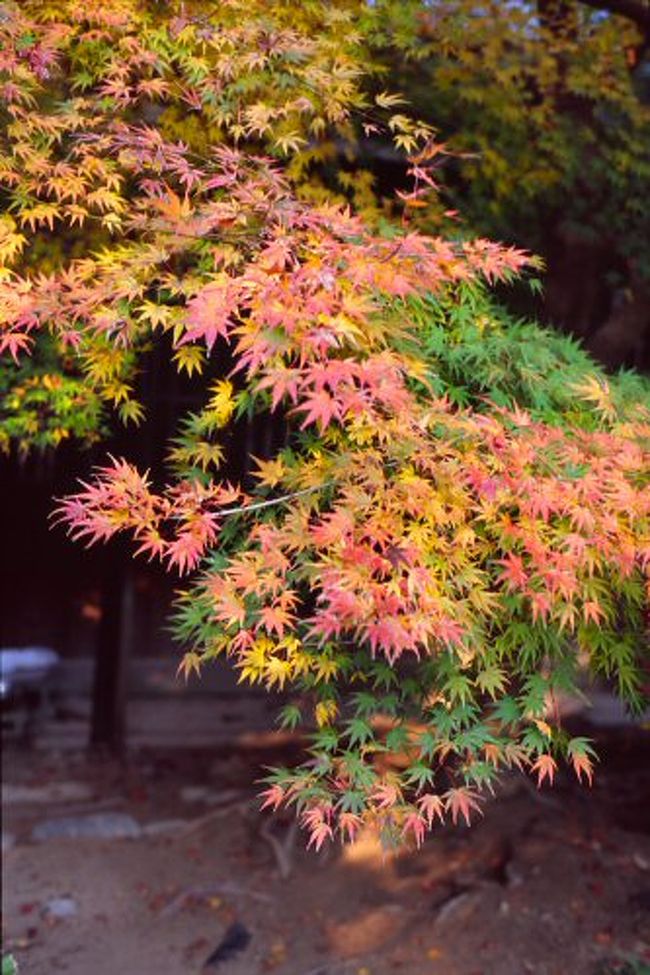 すごい混雑で有名な紅葉の時期の京都ですが、早朝は人が少なく本当に快適です。<br /><br />私はこの日、5時起床→6:15発→7:08京都到着というスケジュールで京都早朝紅葉狩りに行ってきました。<br /><br />四条河原町から向かったのは、一乗寺方面。<br />今回の目的先は、赤山禅院・禅華院・鷺森神社です。<br /><br />まず、赤山禅院に向かいます。<br />早朝の京都は凍てつくような寒さ。底冷えってまさしくこのこと!<br />本当に寒かったです。<br />白い息をはきながら、バス停から歩くこと15分程。<br />ようやく赤山禅院に到着しました。<br /><br />もちろん、人は誰もいません。<br />赤山禅院は、参道の紅葉が素晴らしい場所なのですが、まだまだ紅葉は5分〜7分くらいと見ごろではありませんでした。<br />ただ、境内の紅葉のグラデーションは美しかった!<br />緑〜黄〜赤へと色が移り変わっており、本当にきれいだったなぁ。<br /><br />朝の赤山禅院を後にし、次に禅華院へ。<br />ここは修学院離宮の近くにある、小さなひっそりとした院です。<br />この辺りの風景は本当にのどかでいいです。<br />朝だったので、朝もやも美しく山里が徐々に目覚めていく様は、ずっと見ていたい気持ちになりました。<br />そんな所にあるのがこの院で、ここの紅葉は見ごろでした。<br />ただ、一般公開はされていないようです。<br /><br />その後、鷺森神社に行ったのですが、ここはまだまだ。<br />でも、ここの木が見ごろだったら、さぞ圧巻だったろうなと思います。ここの紅葉は、他の場所より1週間ほど遅いそうです。<br /><br />10時ごろになると、もう人が多くなってきていました。<br />さすが京都、という感じです。<br /><br />京都の紅葉狩り、今年はまだ場所によってはいけます!<br />ぜひ早朝に行かれることをお勧めします。<br />美しい紅葉を独り占めできますよ。<br /><br />☆アクセス方法☆<br />四条河原町から 市バス5番 岩倉操車場行きに乗車。<br />修学院離宮道で下車。(料金は240円)