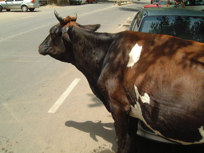 ＳＡＲＳの渦中、デリーに行ってきました。衛生面では注意が必要なインドですが、数々の世界遺産をはじめ、いたるところで色々な刺激を受けてきました。これって「カルチャー・ショック」なのかな？<br />ちなみに写真は「野良牛」です。インドでは、牛は神聖な動物で、道路にいれば車のほうがよけて通ります。<br />