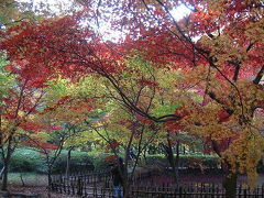 神代植物園　かえで園