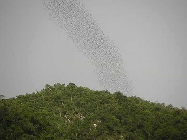 2005年正月休みにマレーシアのグヌン・ムル国立公園内の<br />4つの洞窟を見学してきました。<br />ディア・ケイブでは数百万羽の蝙蝠の飛行を見ることが出来ました。