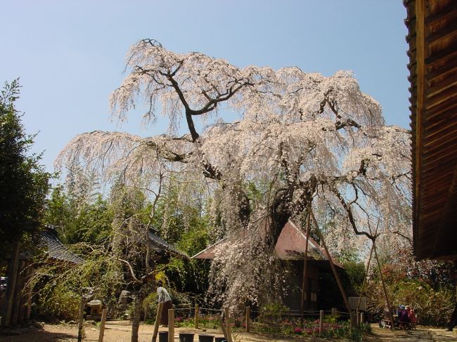 松山から車で１時間ほどの所に法蓮寺があります。樹齢１２０年を過ぎていると言われるしだれ桜は老木でありながら、ピンクの枝が沢のように流れ落ち、地面に届くほどでした。