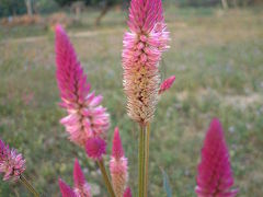 チェンセーン小案内