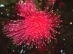 チェンコーン小案内