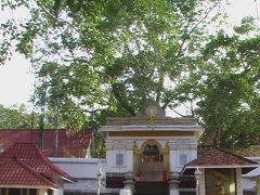 スリランカの旅【３】　お釈迦さまが悟りをひらいた菩提樹が２０００年生き続ける街　アヌラダプーラ 　