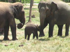 スリランカの旅【１０】　みなしごの赤ちゃん象も幸せそうな　ピンナワラ象の孤児院