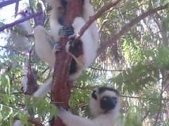 ゴンドワナ大陸の遺産　マダガスカル