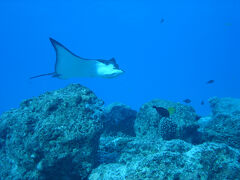 社員旅行でサイパンへ。ダイビング！！