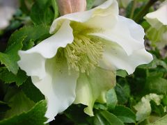 その他の花たち(*^ｰ^*)＠広島市植物公園☆2005年２月１３日