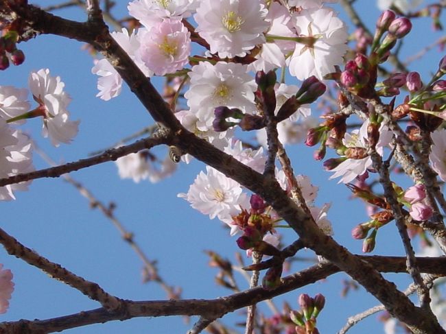 松山銘菓『薄墨羊羹』をご存知ですか？古いふるい言い伝えのある薄墨桜に似せて作った羊羹だそうです。小豆が薄墨桜の花びらのような形で、上品な味の羊羹です。<br />羊羹は食べたことがあるのですが、肝心の桜を見たことがなかったので、ある春の晴れた日、西法寺を探しに行きました。<br />薄墨桜はまだ咲き始めでしたが、薄ピンクの可愛らしい桜でした。