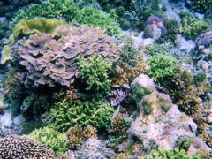 ☆ＢＵＮＡＫＥＮ＆ＭＡＮＡＤ・珊瑚の楽園・ブナケン島滞在記’０３