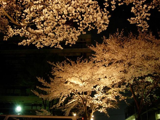 今年も相模原の桜、撮りました。<br />4/10の週末はまさに満開！どこを通ってもキレイな桜を見れて、そしてそれを見ながら散歩をする人、写真におさめる人、人も車もいっぱ〜いです！でも私はいつか桜前線と共に日本を縦断する旅がしたいな･･･と思っています。皆さんはどうですか？<br /><br />相模原の桜、３月末のつぼみから桜祭り、そして満開の桜、夜桜のライトアップをお楽しみください♪