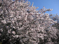 ジュネーブの桜