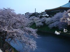 千鳥ヶ淵　桜が満開！