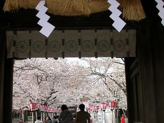 桜♪桜♪桜♪今週末満開か・・・？三島大社　