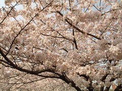 桜満開！お花見