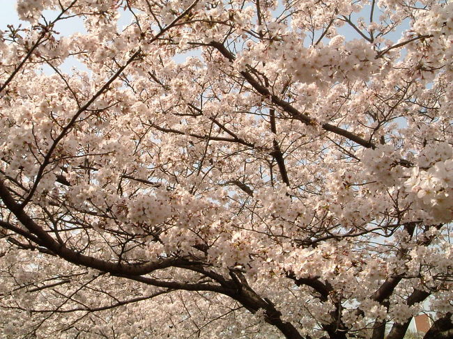 連日の良いお天気で関東地方はいっきに桜満開になりました☆<br />花は大好きですが、やっぱり春といえばお花見ですね♪花より団子なんてよく言いますが、私は花派です★<br />こんなに暑い日が毎日続くとあっという間に桜も咲き終わってしまいそうですので取り急ぎ桜を見に大井競馬場近くの大井ふ頭中央海浜公園に行ってきました♪う〜ん壮大に咲き誇る桜すばらしかったです♪